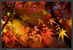 Tokyo Autumn Colors
